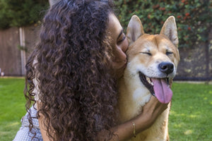 5 essentiële tips voor het adopteren van een asielhond