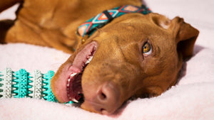 Bijt uw puppy? Zo leert u uw puppy in 7 eenvoudige stappen hoe u hem ervan afhelpt!