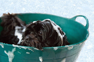 Do Dogs Need Organic Dog Food and Organic Shampoo?
