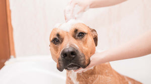 How to Groom Your Dog at Home in 10 Steps