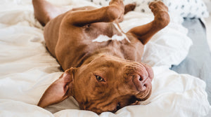 Lichaamstaal van de hond | Wat uw hond u probeert te vertellen