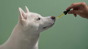 CBD Dog Treats for Anxiety: Do They Work?