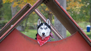 Thinking About Overnight Dog Kennel Boarding?