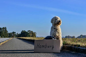 Everything You Need to Know When You are Traveling With Your Dog