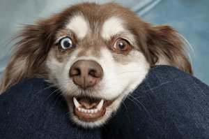 Fostering 101: How to Be the Best Foster Parent to a Rescue Dog