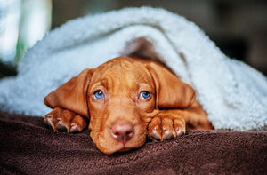 How to Understand and Treat Your Itchy Dog's Skin Allergies... Naturally