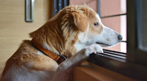 Trennungsangst bei Hunden – Wie man Trennungsangst bei Hunden heilt