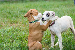The Secret's Out! 10 Clean & Easy Lifestyle Hacks with Big Health Results for You and Your Dog