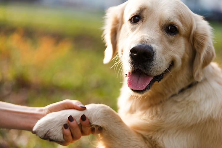 5 Tips for Protecting Dog Paws