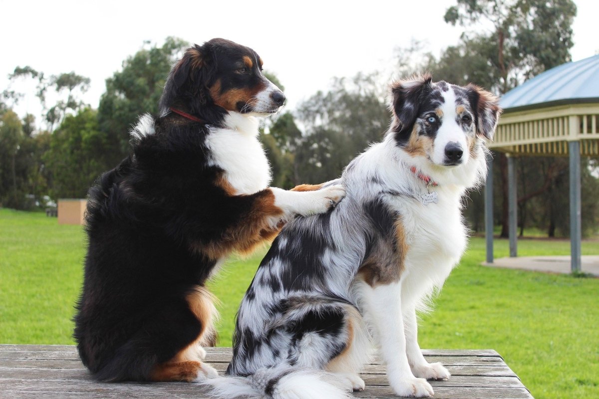 Dog Massage & Acupressure