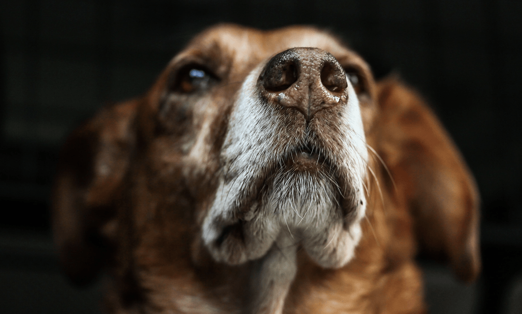 your pup develops a dry dog nose