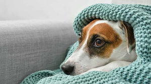 Is Your Dog Anxious? The Best Ingredients to Help Calm Your Anxious Dog, Even During Thunderstorms & Car Rides