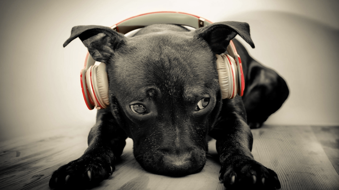 Do Dogs Like Music and Enjoy It as We Do? Puppington