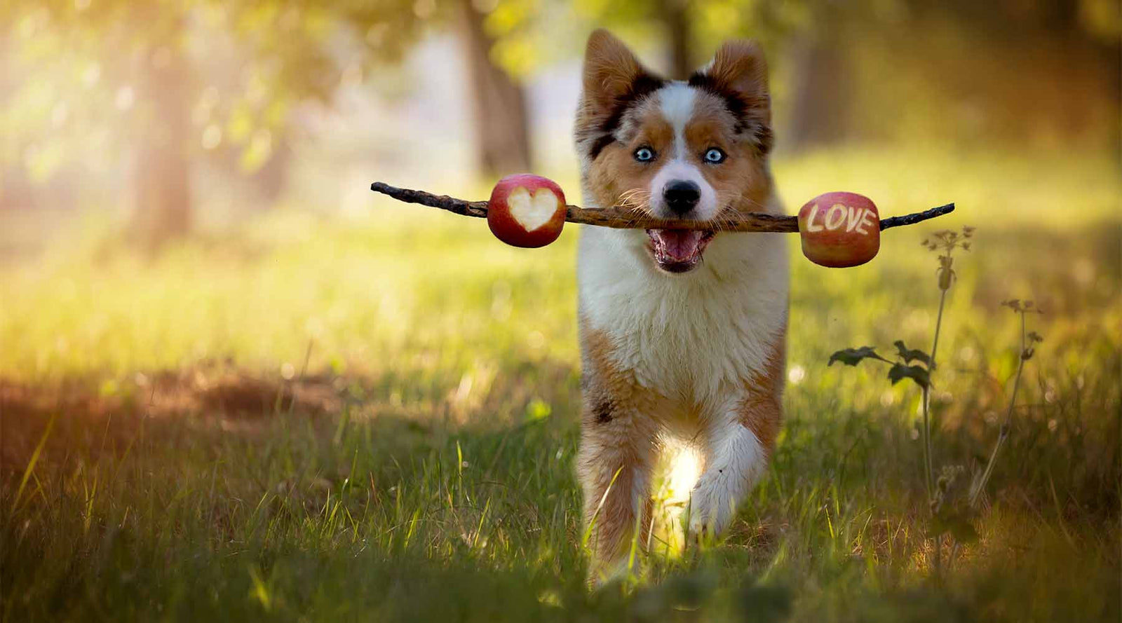 can apples make dogs sick