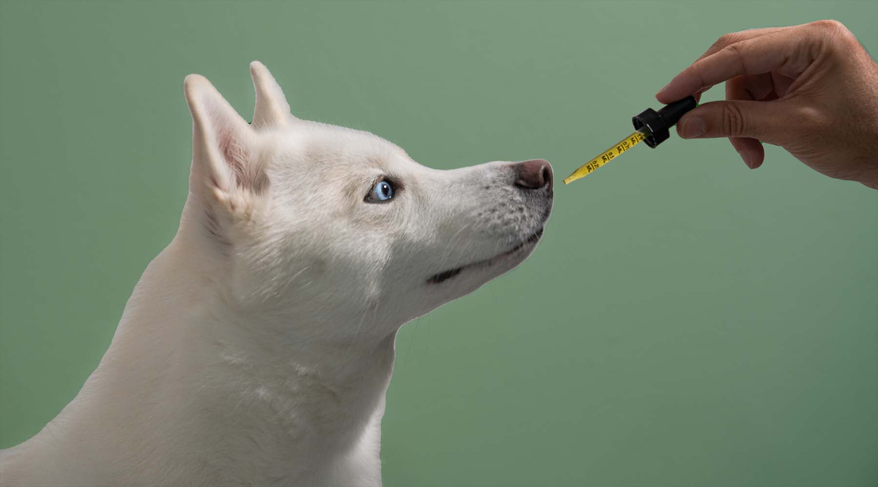 Can Dogs Take Muscle Relaxers