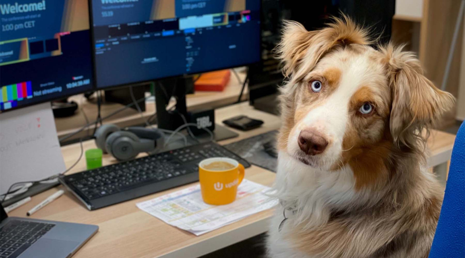 Take Your Dog to Work Week