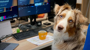 What to Know Before You Take Your Dog to Work - Including Work From Home Tips for Pet Parents
