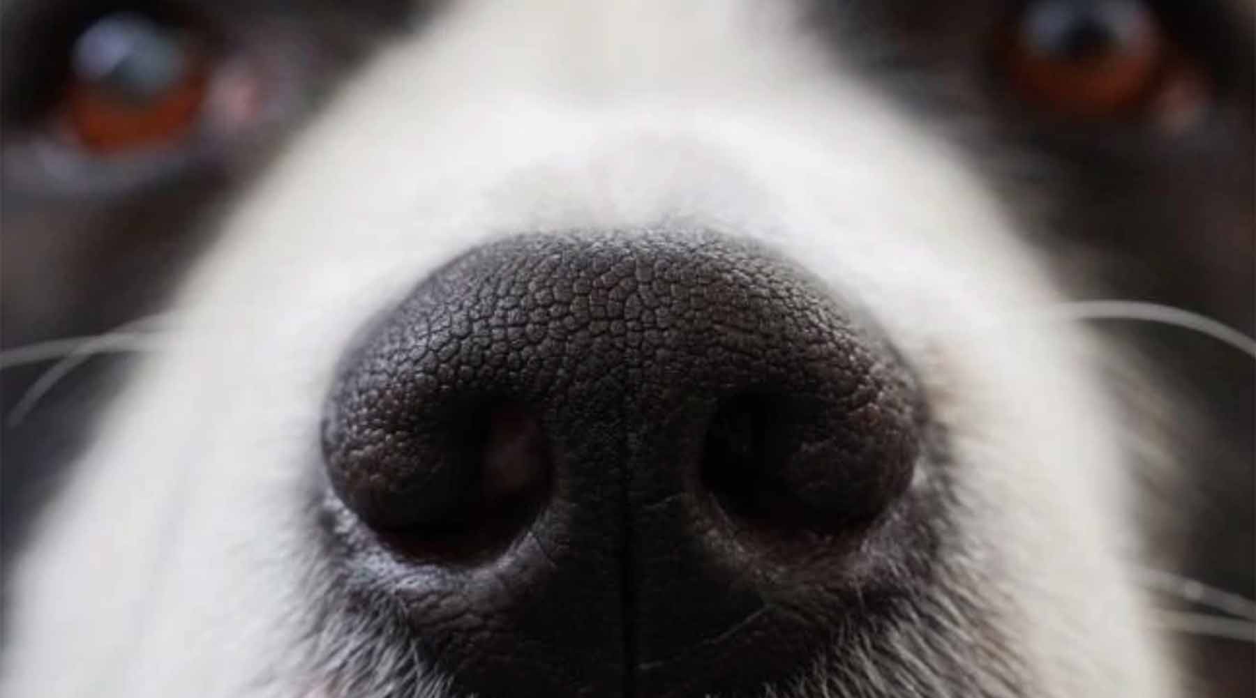 Worry about Crusty, Dry Dog Noses
