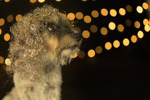 How Silver and Gold May Soon Impact Pet Care Products