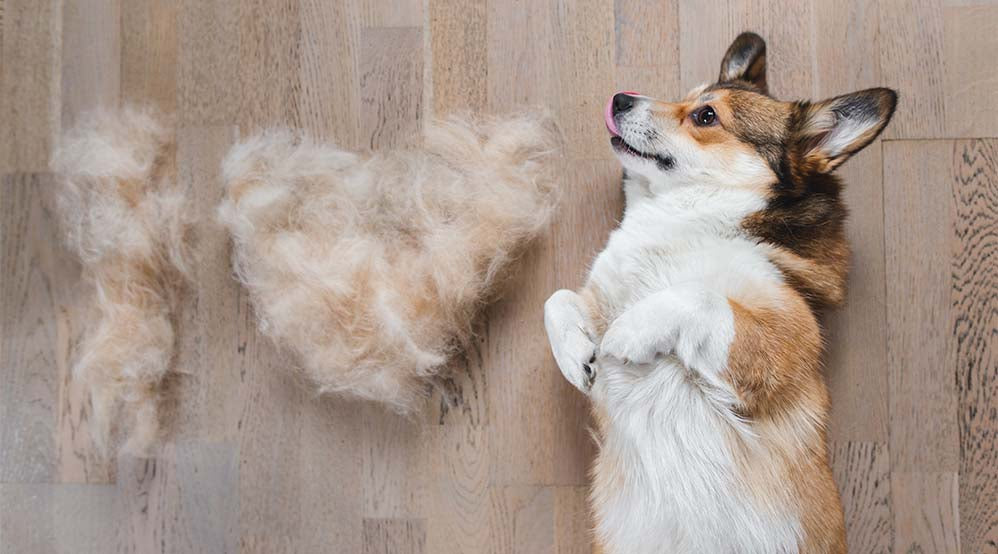 Brushing Help With Shedding