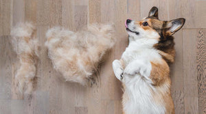 Why Is My Dog Shedding So Much? Does Brushing Help With Shedding?