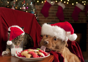 Try Our Top 10 Immune-Boosting Yummy Holiday Meals and Treats for Sharing With Your Pup