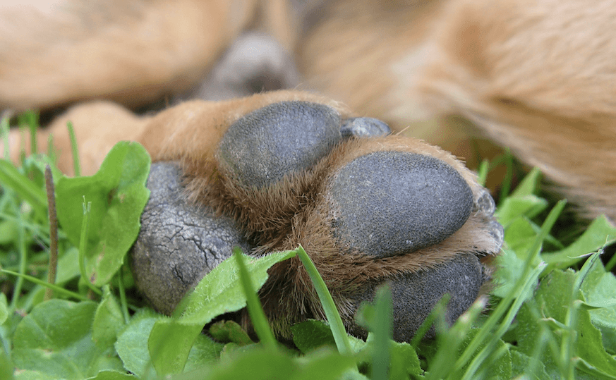 Dry cracked dog paws