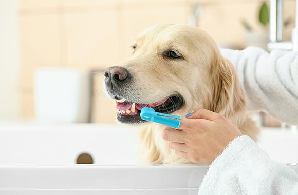 dog dental care tips