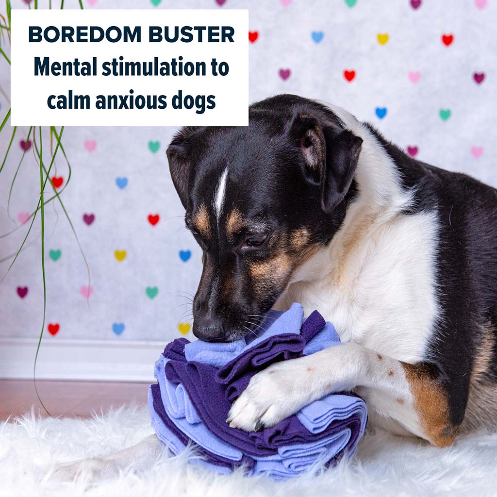 Boredom Busters: Snuffle Games — SUPERNOVA DOGS