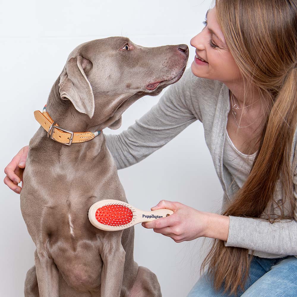 Best brush sale for weimaraner