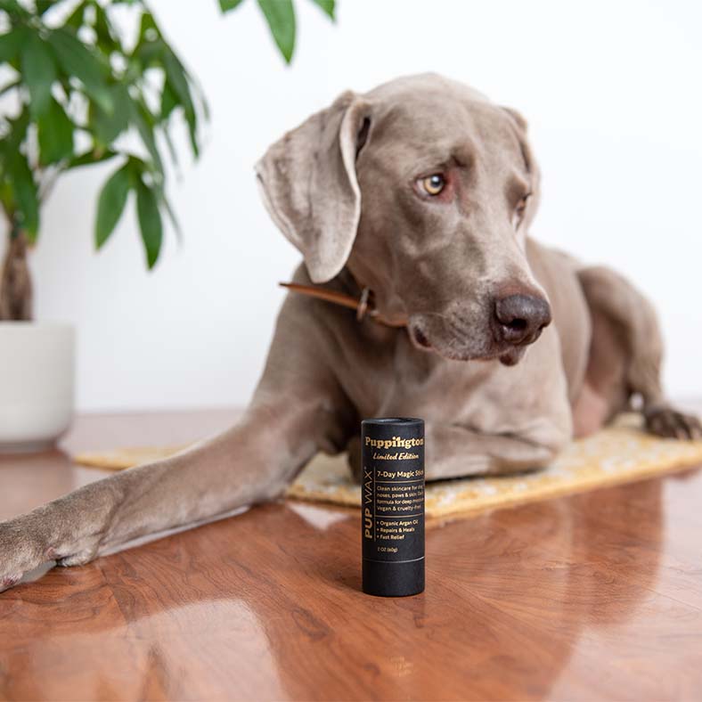 Magic stick with dog